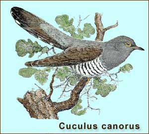   - Cuculus canorus