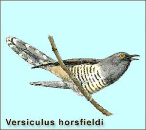   - Versiculus horsfieldi