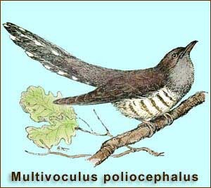   - Multivoculus poliocephalus
