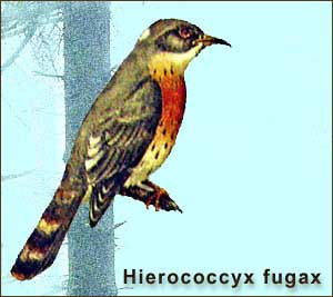  - Hierococcyx fugax