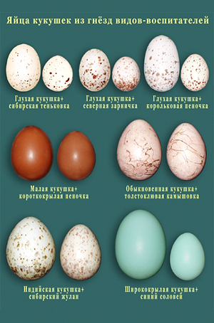 : 600838= 103 Kb 
The ecological rases of the Cuckoos in Russia