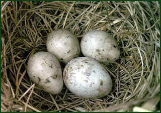 Яйцо обыкновенной кукушки в гнезде дубровника. Западная Сибирь.