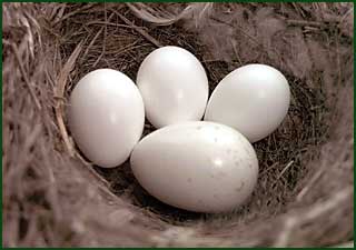 Яйцо обыкновенной кукушки в гнезде горихвостки-чернушки. Армения.