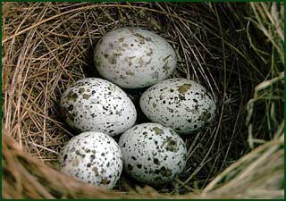 Яйцо обыкновенной кукушки в гнезде дроздовидной камышовки. Приазовье.