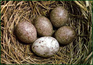 Яйцо обыкновенной кукушки в гнезде лугового конька. Северный Урал.