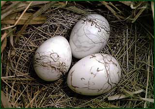 Яйцо обыкновенной кукушки в гнезде красноухой овсянки. Приморье, Хасан.