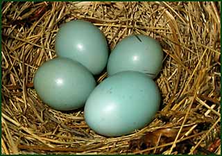 Яйцо обыкновенной кукушки в гнезде соловья-красношейки. 
Забайкалье, Баргузинский хребет.