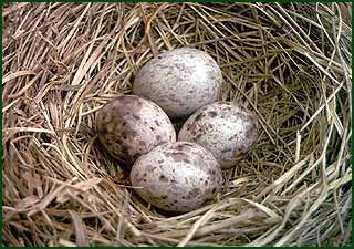 Яйцо обыкновенной кукушки в гнезде пятнистого конька. Приморье, верховье Бикина.