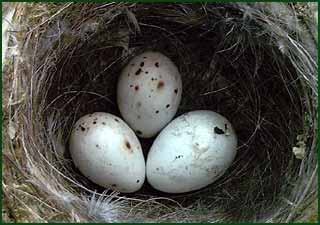 Яйцо обыкновенной кукушки в гнезде зяблика. Западная Сибирь, Новосибирск.