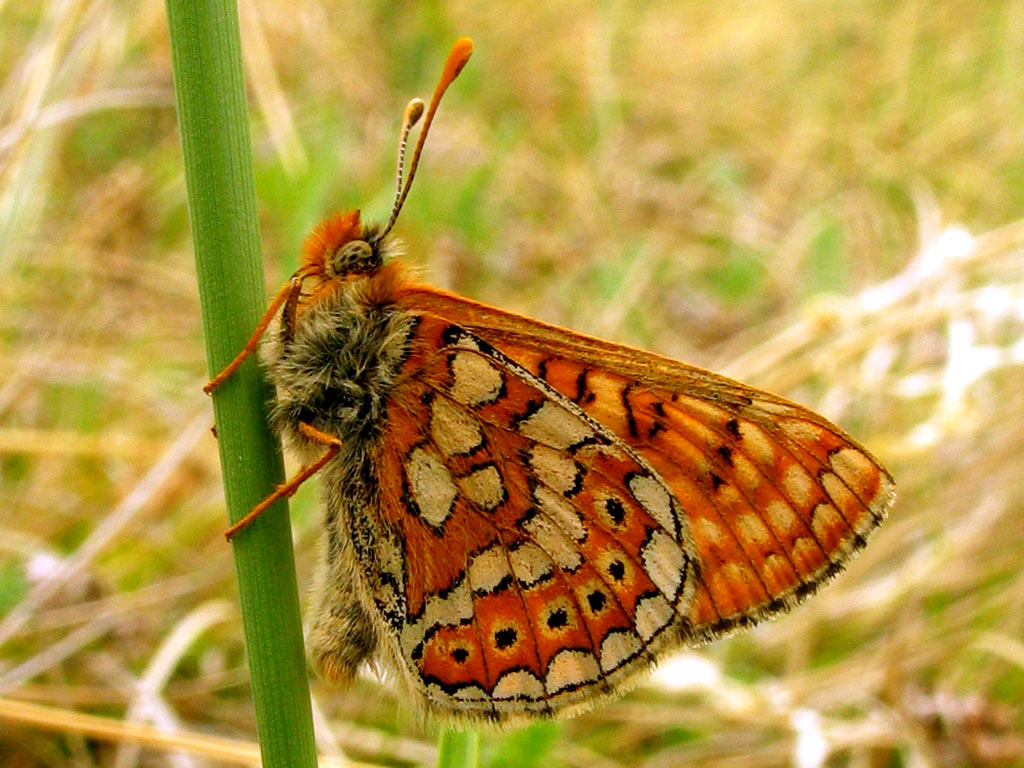  ,  . 
 2007.  ..
Tyva Region. June 2007. Balatsky N.N.