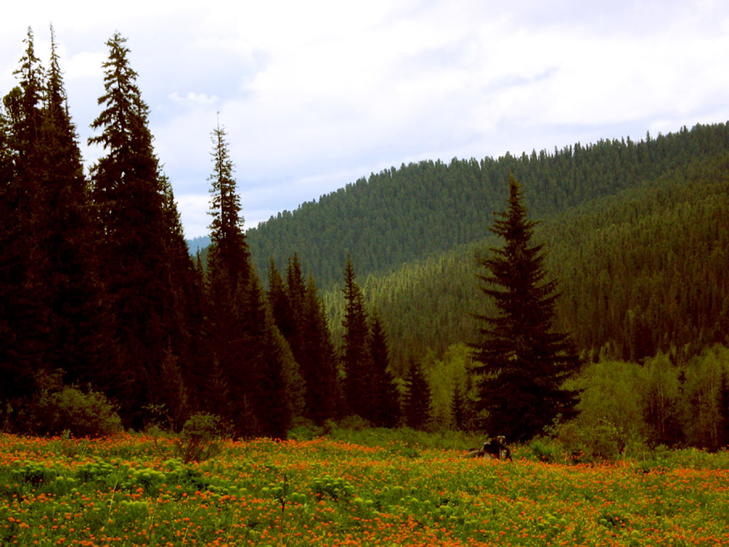  . 
 2007.  ..
Tyva Region. June 2007. Balatsky N.N.