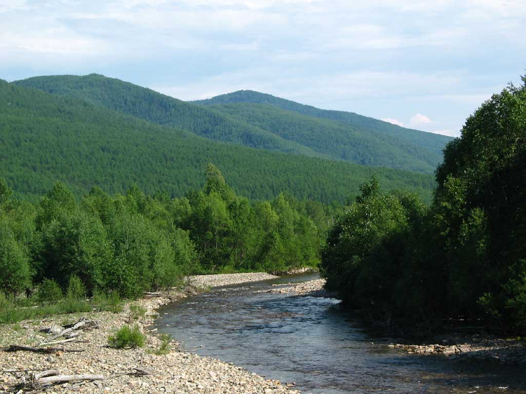  .    . 
 2005.  ..
Khabarovsky Region. July 2005. Balatsky N.N.