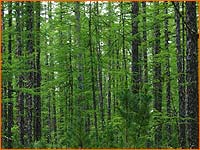 УВЕЛИЧИТЬ: 1024х768 - 100Kb