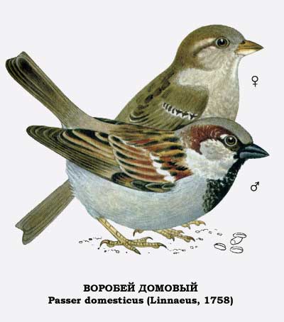 http://www.balatsky.ru/NSO/Nsk_aves.files/image040.jpg