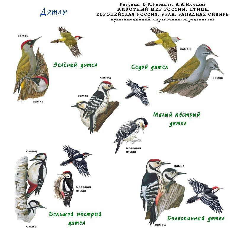 птицы севера фото и название