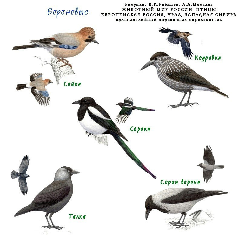 Фото Птиц Обитающих В России