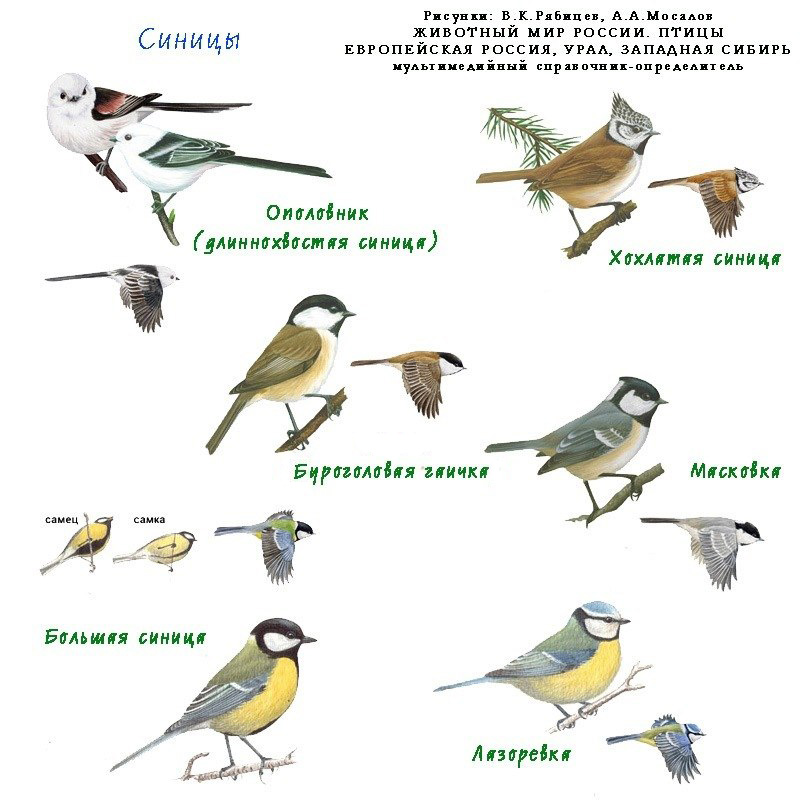 Все Птицы Фото И Названия