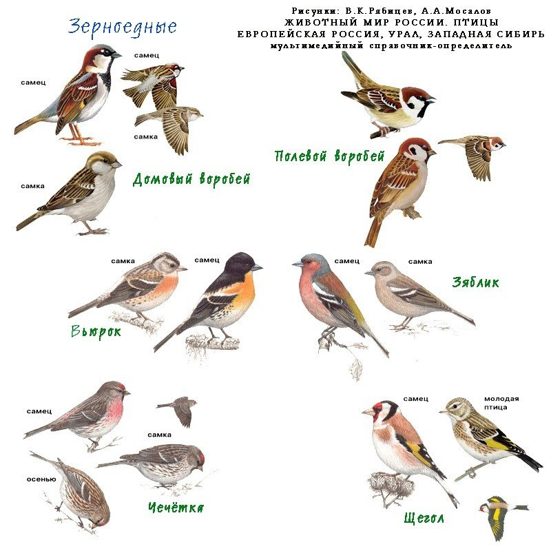 Птицы Восточно Фото С Названиями