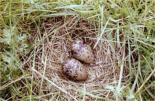 Гнездо бекасовидного веретенника (Limnodromus semipalmatus) с полной кладкой яиц.