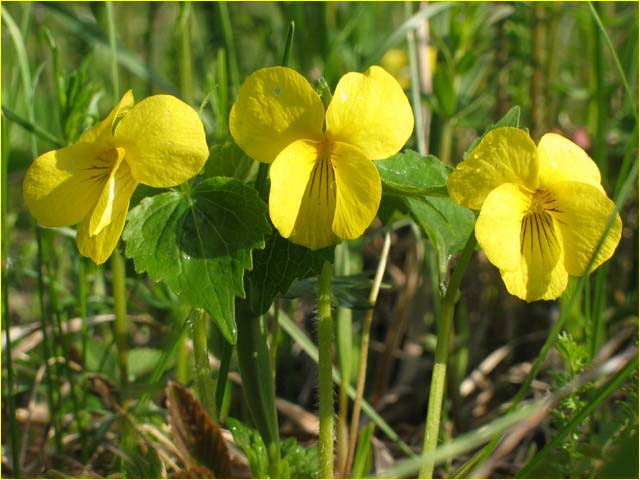 ФИАЛКА ОДНОЦВЕТКОВАЯ - Viola uniflora L.