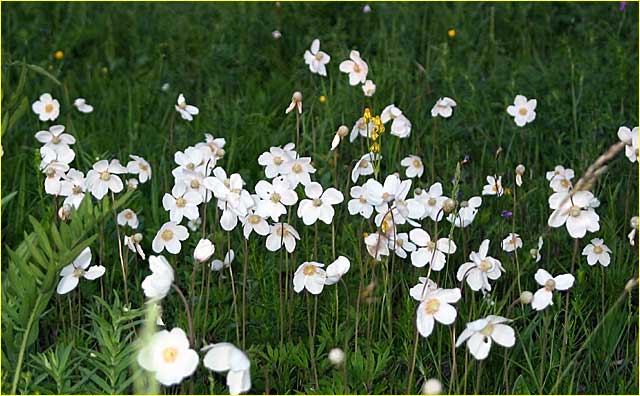ВЕТРЕННИЦА ЛЕСНАЯ - Anemone sylvestris L.