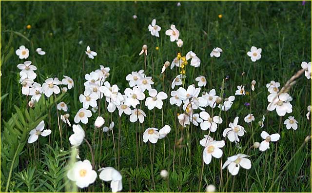   - Anemone sylvestris L.