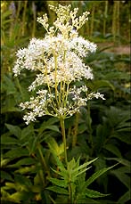 : 493 x 768 = 101 Kb
   Filipendula ulmaria (L.)