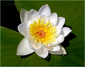    Nymphaea candida