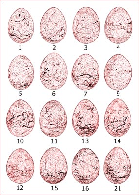    Cuculus canorus   Phragmaticola aedon.