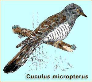 Индийская кукушка - Cuculus micropterus