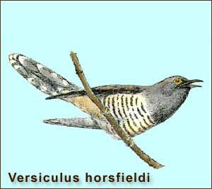 Глухая кукушка - Versiculus horsfieldi
