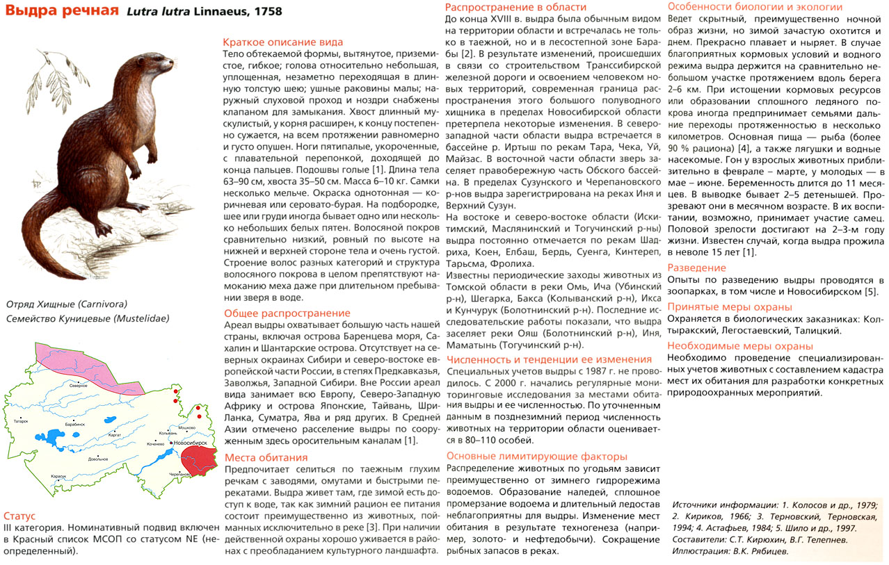 Красная книга сибирской области. Животные Новосибирской области занесенные в красную книгу. Животные красной книги Новосибирской области выдра. Речная выдра красная книга Новосибирской области. Красная книга животных Новосибирской области.