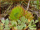 ���������! 1024�768= 108Kb
������������� ������� � Orostachys spinosa.  
���� �.�. ���������