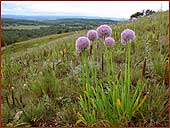 ���������! 1024�768= 144Kb
��� ������ � Allium nutans L.
���� �.�. ������