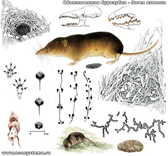 Систематический список млекопитающих Новосибирской области