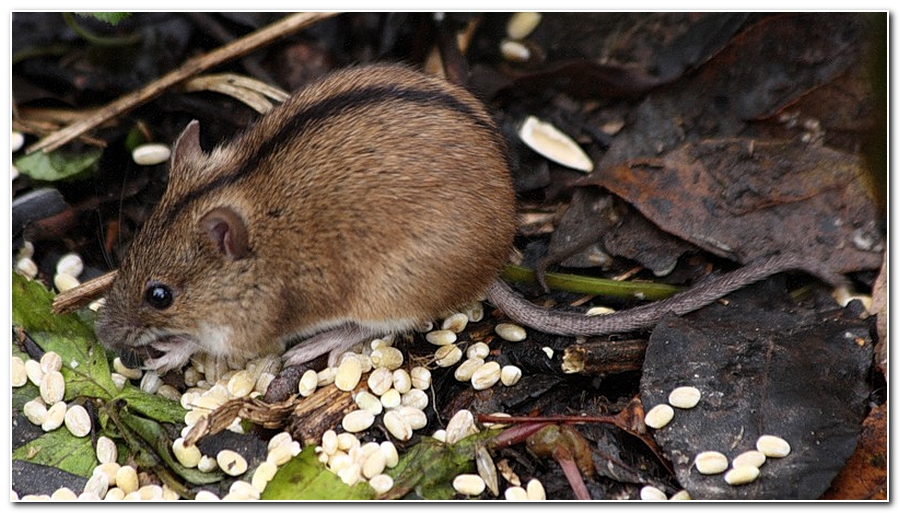 Млекопитающие НСО | Полевая мышь – Apodemus agrarius