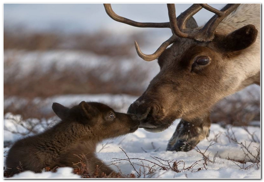 Млекопитающие НСО | Северный олень – Rangifer tarandus