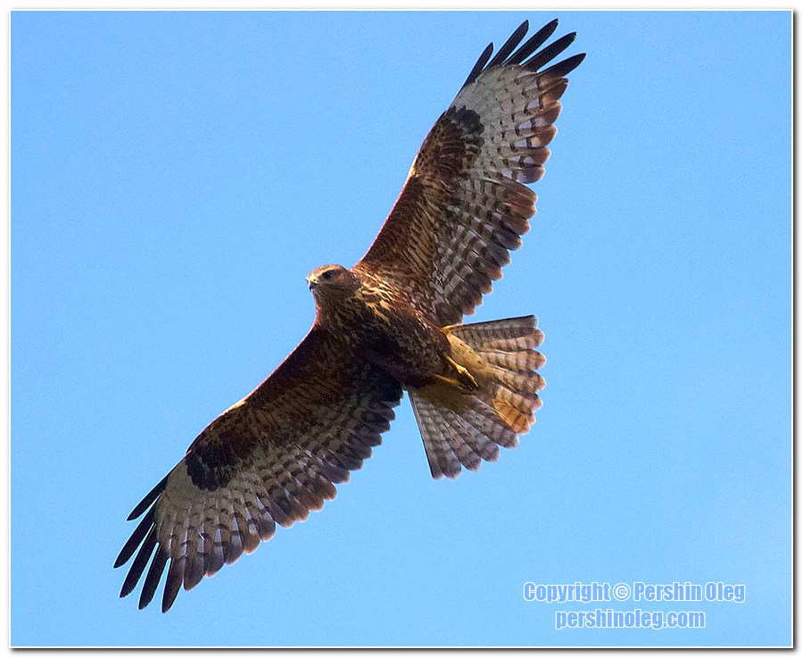 u00 u00 1u00 Ku00 :u00 =u00 >u00 2u00 5u00 =u00 =u00 Ku00 9u00 :u00 ... Buteo Buteo