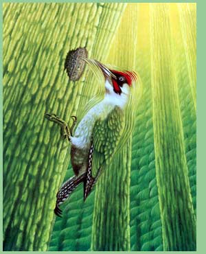 Warabe Aska-Birds-Woodpecker (fragment of drawing)
